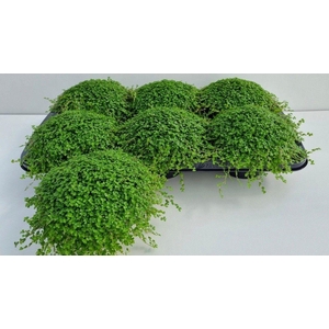 SOLEI SOL GROEN