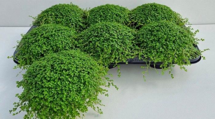 <h4>SOLEI SOL GROEN</h4>