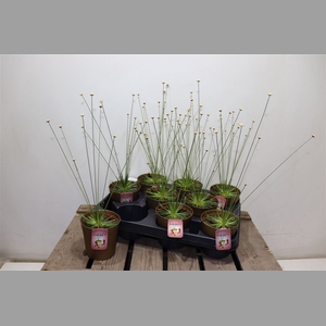 Syngonanthus Mikado