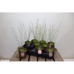 Syngonanthus Mikado