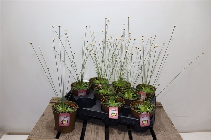 <h4>Syngonanthus Mikado</h4>