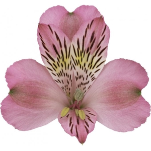 ALSTROEMERIA JUMBO 080 CM ROSA