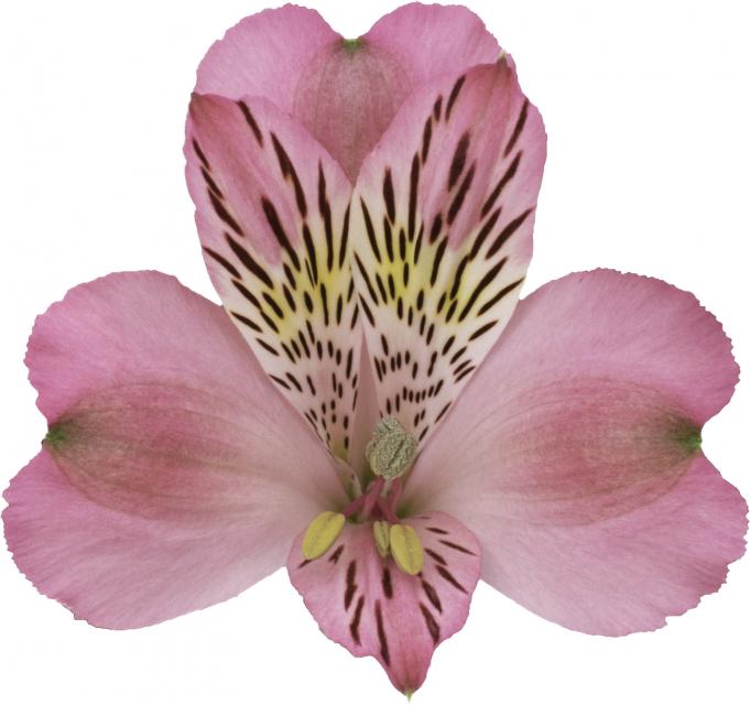 <h4>ALSTROEMERIA JUMBO 080 CM ROSA</h4>