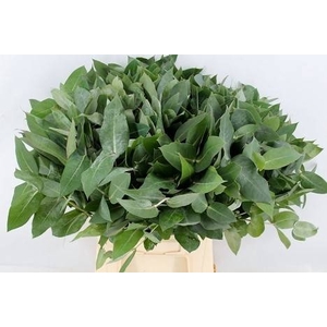 EUCA ROBUSTA JUV