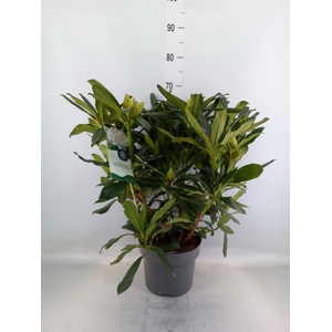 Rhododendron   ...mix