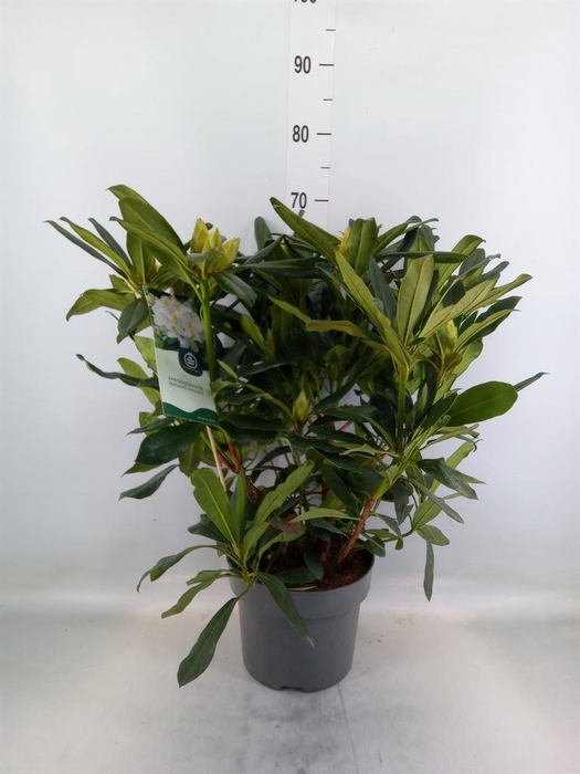 <h4>Rhododendron   ...mix</h4>