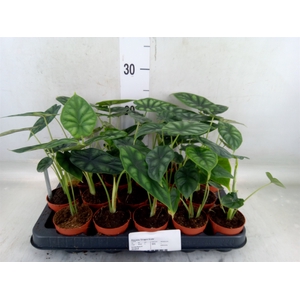 Alocasia  'Dragon Scale'