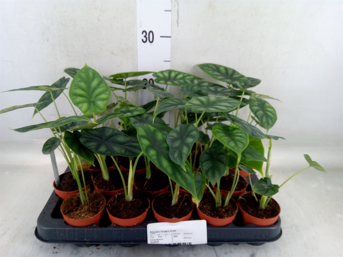 <h4>Alocasia  'Dragon Scale'</h4>