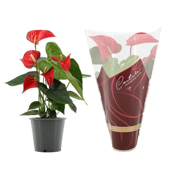 <h4>Anthurium Koro in Couture Diamond sleeve</h4>