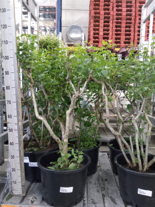 Syringa   ...