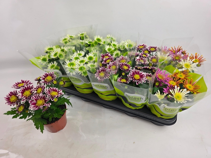 <h4>CHRYS SPLASH GEM</h4>