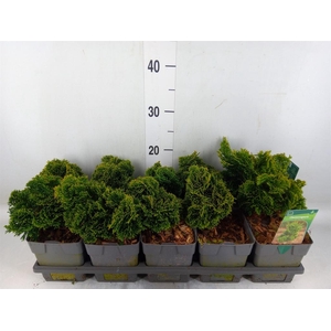 Chamaecyparis obt. 'Nana Gracilis'