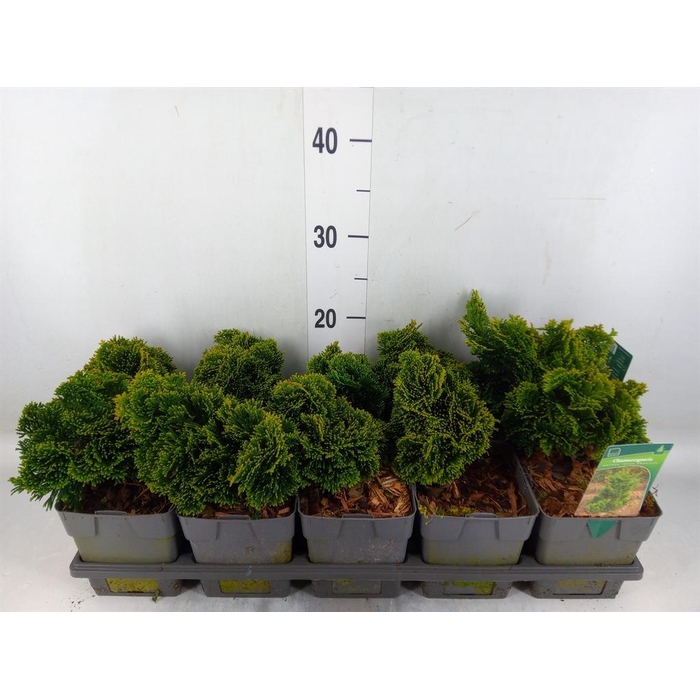 <h4>Chamaecyparis obt. 'Nana Gracilis'</h4>