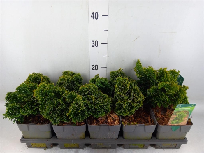 <h4>Chamaecyparis obt. 'Nana Gracilis'</h4>