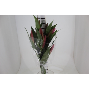 LIRIO MALDANO 090 CM HT 2/3 FLS ROSA