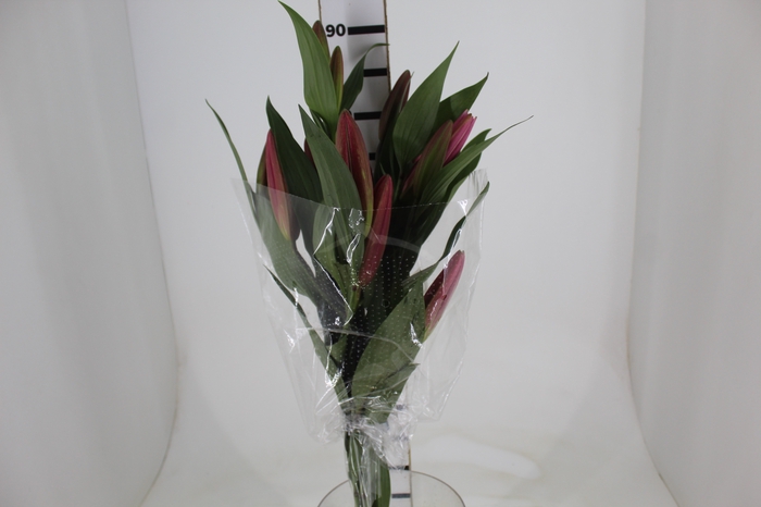 <h4>LIRIO MALDANO 090 CM HT 2/3 FLS ROSA</h4>