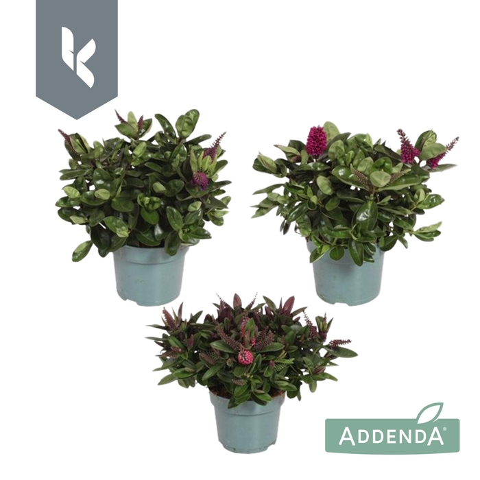 <h4>Hebe Addenda gemengd</h4>