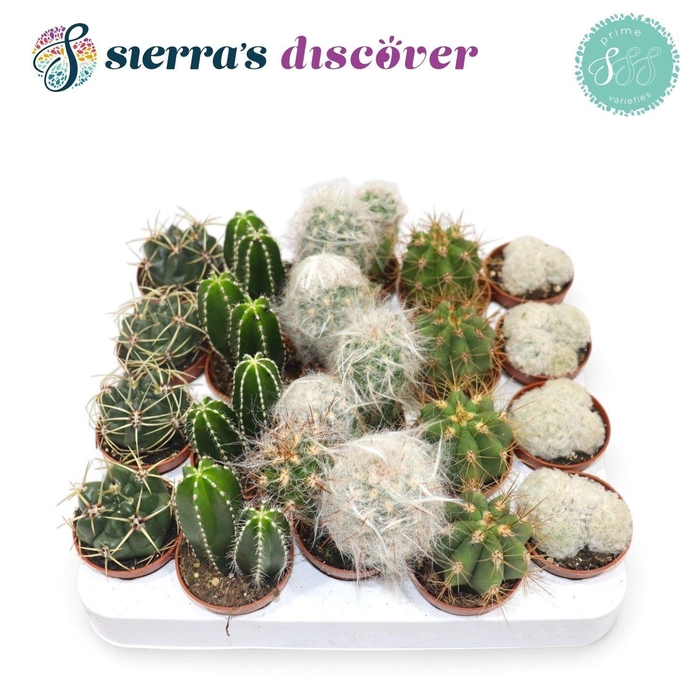 <h4>CACTUS GEM</h4>