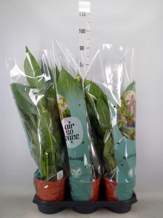 <h4>Spathiphyllum  'Bingo Cupido'</h4>