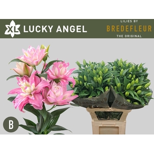 LILIUM ORI. DB 'LUCKY ANGEL'