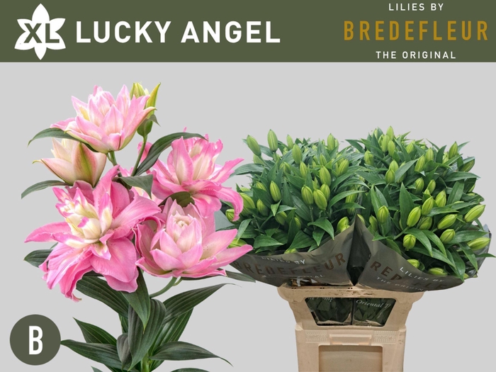 <h4>LILIUM ORI. DB 'LUCKY ANGEL'</h4>