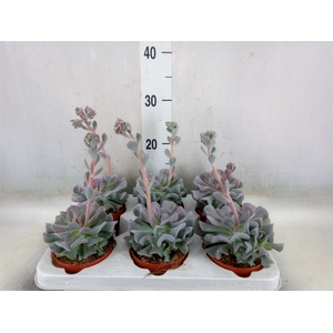 Echeveria   ...