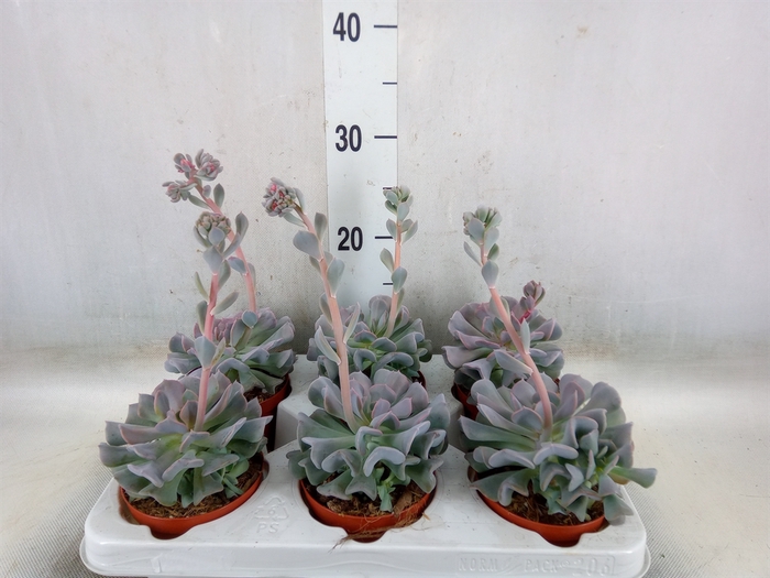 <h4>Echeveria   ...</h4>