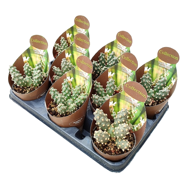 <h4>TEPHROCACTUS MOLINENSIS - POT Ø 10,5 - COLLECTION WITH POTCOVER (CACTUS)</h4>