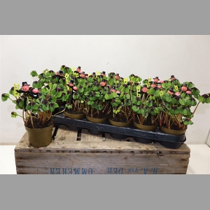 Oxalis Deppei + Schornsteinfeger