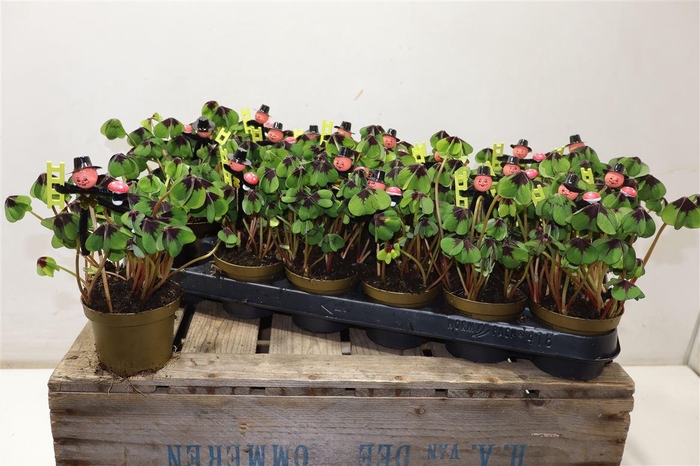 <h4>Oxalis Deppei + Schornsteinfeger</h4>