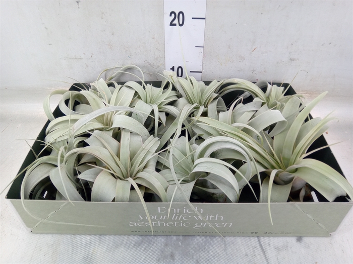 <h4>Tillandsia xerographica</h4>