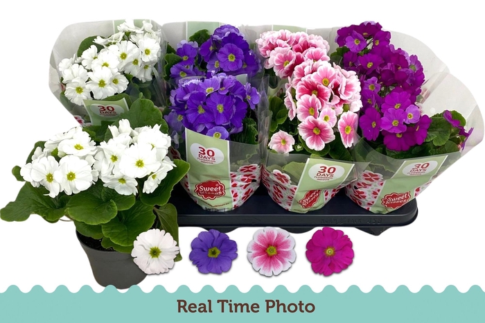 <h4>PRIM OB TM GEM</h4>