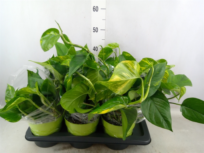 <h4>Epipremnum pinn. 'Aureum'</h4>