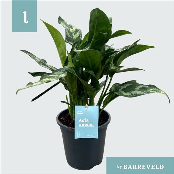 <h4>Green Agla 'Maria' (Aglaonema)</h4>