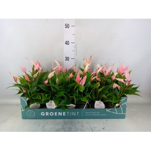Anthurium andr. 'Lilli'