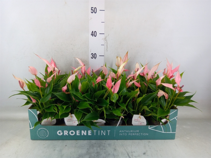 <h4>Anthurium andr. 'Lilli'</h4>