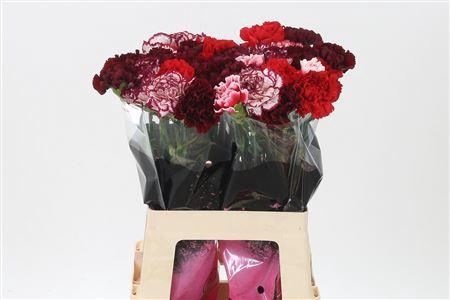 <h4>Di St Mix Red</h4>