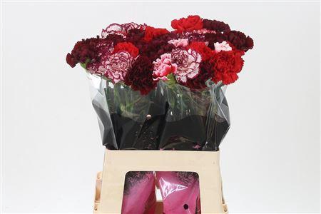 <h4>Di St Mix Red</h4>