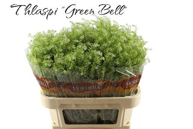<h4>LEP RU GREEN BELL</h4>