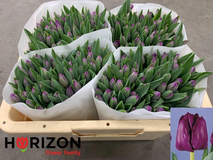 <h4>TU EN SAIGON</h4>