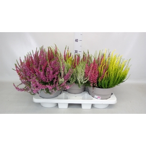 Calluna vulg. 'Garden G Trio'