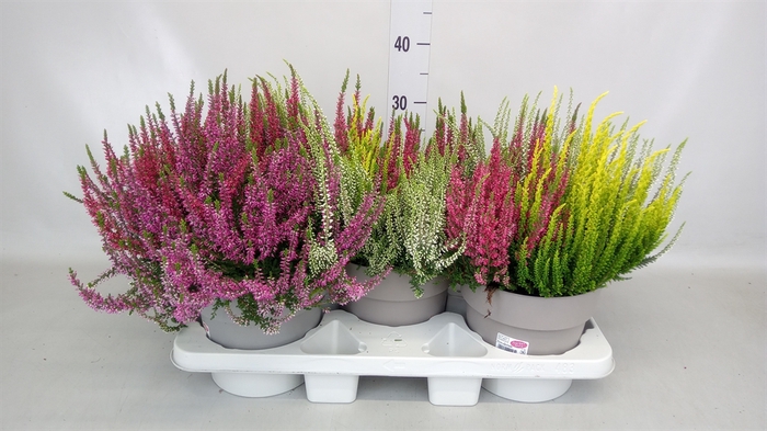 <h4>Calluna vulg. 'Garden G Trio'</h4>