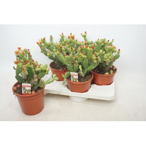 Opuntia (Schijfcactus) (Cites) 17Ø 35cm