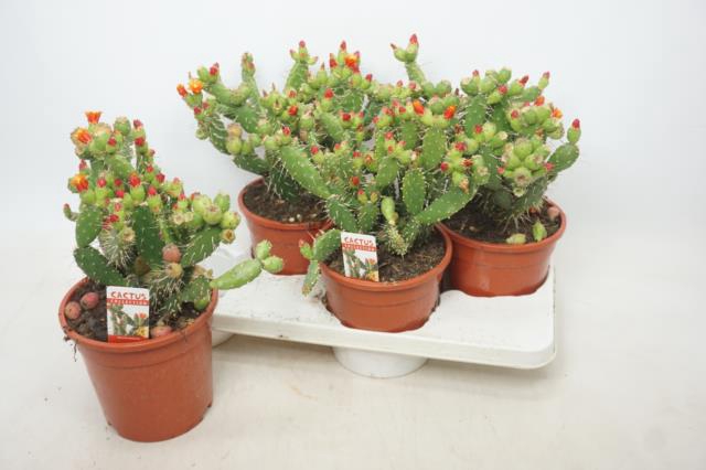 Opuntia (Schijfcactus) (Cites) 17Ø 35cm