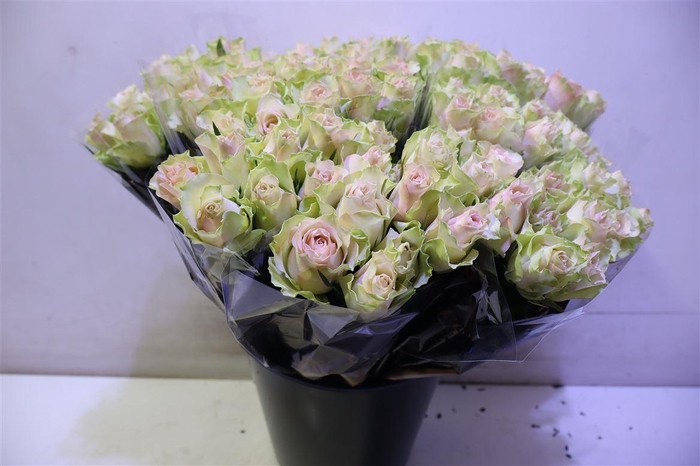 <h4>R Gr La Belle X10</h4>