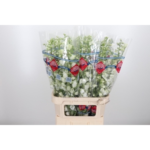 Delphinium El Guard White