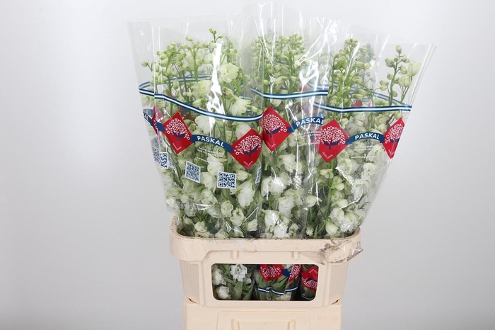 <h4>Delphinium El Guard White</h4>