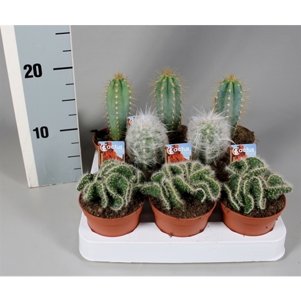<h4>Cactus 8,5 cm mix op rij met foto-etiket</h4>