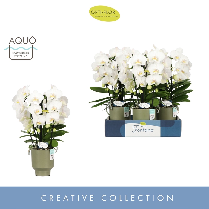 <h4>Phalaenopsis wit meer takken</h4>
