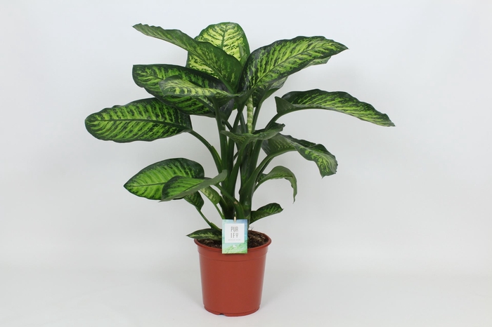 <h4>Dieffenbachia Maroba</h4>